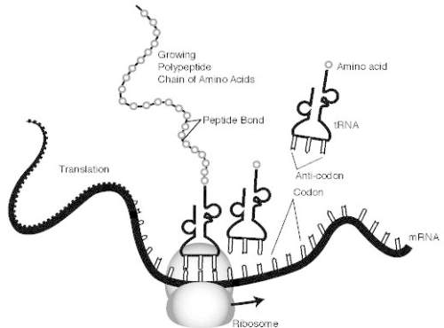 What type of biomolecule will be produced at the end of the process shown in the illustration? a) a