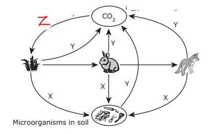 What process does "z" in the diagram represent? a fermentation b photosynthesis c aerobic respirat