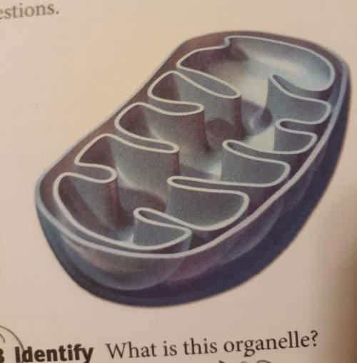 Can y'all tell me what organelle this is