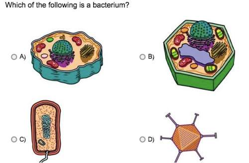 Which of the following is a bacterium?