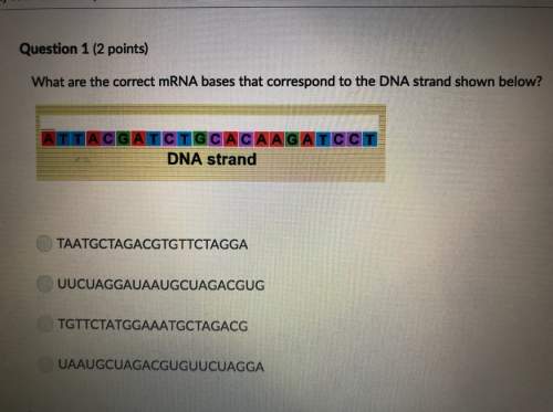 What are the correct mrna bases that correspond to the dna strand shown below ?
