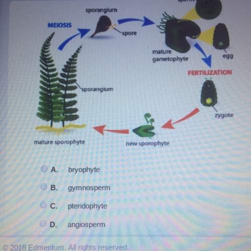 The image below shows the life cycle of a plant. which class does this plant belong to?
