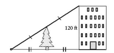 Use the information in the diagram to determine the height of the tree to the nearest foot. the diag
