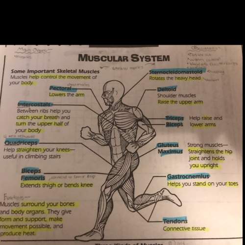 Will give using the muscle names shown, what muscles are used in a) sitting b) running c) shooting