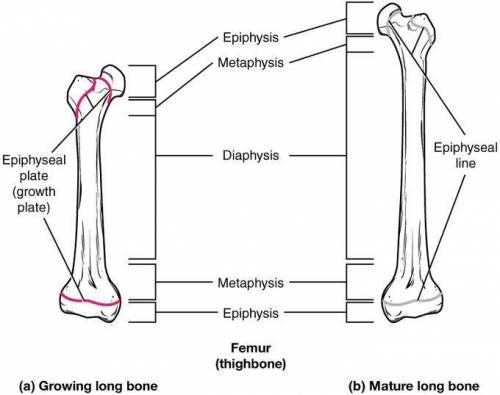 Fracture occurs in the growth section of a childs bone and may lead to bone growth abnormalities is