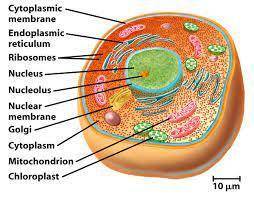 What is the function of the following organelles?  nucleus, mitochondria, chloroplast, lysosomes, va
