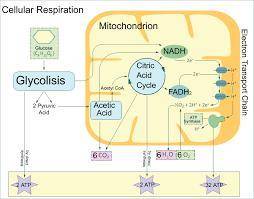 Which of the following would happen to a cell if cellular respiration suddenly ceased?   atp product