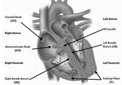 What is the correct flow of depolarization in the heart?  a. av node, purkinje fibers, bundle of his