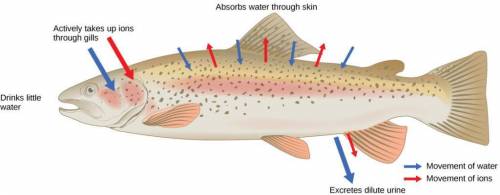 Salmon eggs hatch in fresh water. the fish then migrate to the ocean (a hypertonic solution) and, af