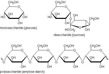 How do two monosaccharides combine to form a disaccharide?