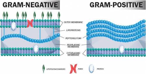 Why are penicilins often more effective against gram-positive bacteria than gram-negative bacteria?