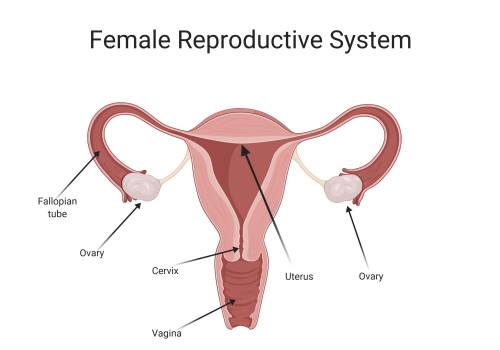 Which part of the female reproductive system provides the opening for sperm to enter the body and ba