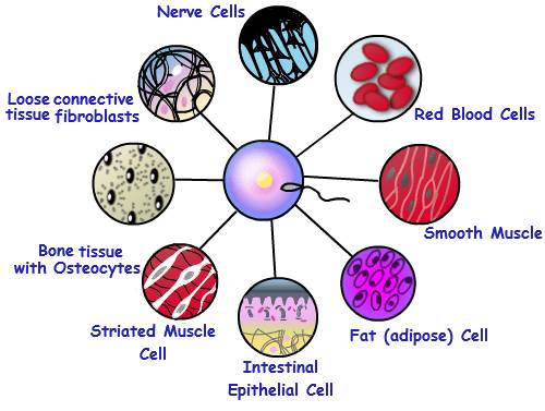What is multicellular organism