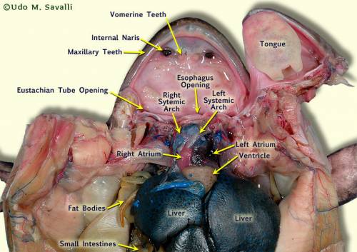 Describe what you first see when you open the body cavity of the frog. what organs are obvious?  whi