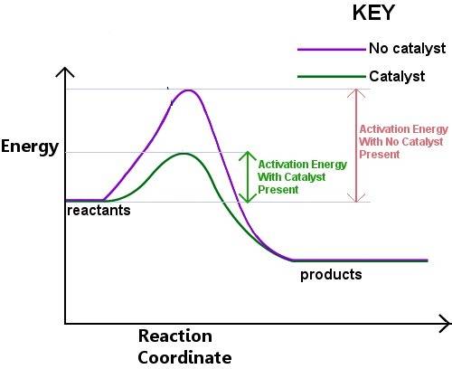 What overall effect does adding a catalyst have on a chemical reaction?   it slows the reaction.  it