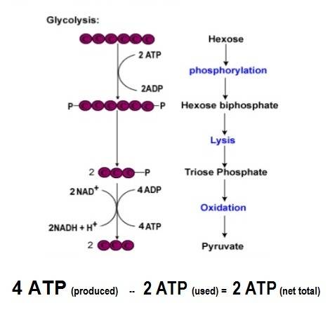 Cellular respiration generates a total of 36-38 atp molecules. how many of these come solely from gl