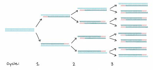 Consider that in a typical pcr you do not start with \a single molecule\ of template dna, but rath