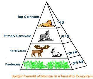 Ahealthy, balanced ecosystem has a fewer producers than consumers b. more quaternary consumers than