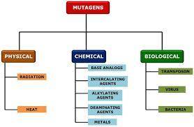 Define mutagen and describe how mutagens are used in genetic research.