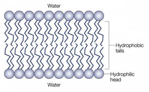 Sketch a section of a phospholipid bilayer of a membrane, and label the hydrophilic head and hydroph
