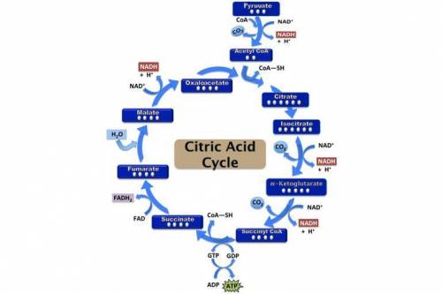 Name one enzymatic step of the tca cycle wherein a universal electron carrier (in its reduced form)
