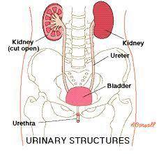 Beginning with the kidney, trace the organs through which urine travels.