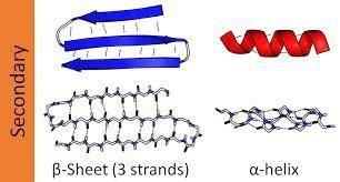 Aprotein's  structure contains helixes and sheets that result from hydrogen bonding between carboxyl