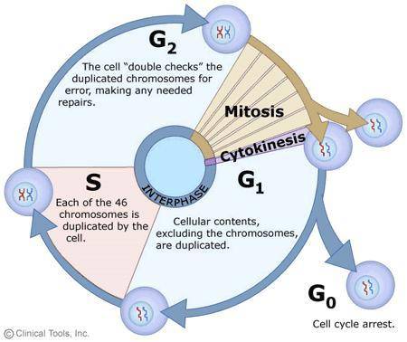 The cell cycle is a repeating sequence of events that leads to the duplication and division of a cel