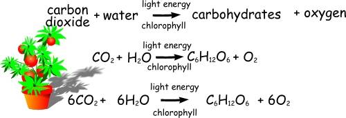 What chemical equation sums up the events of photosynthesis?