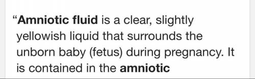 What is the function of amniotic fluid