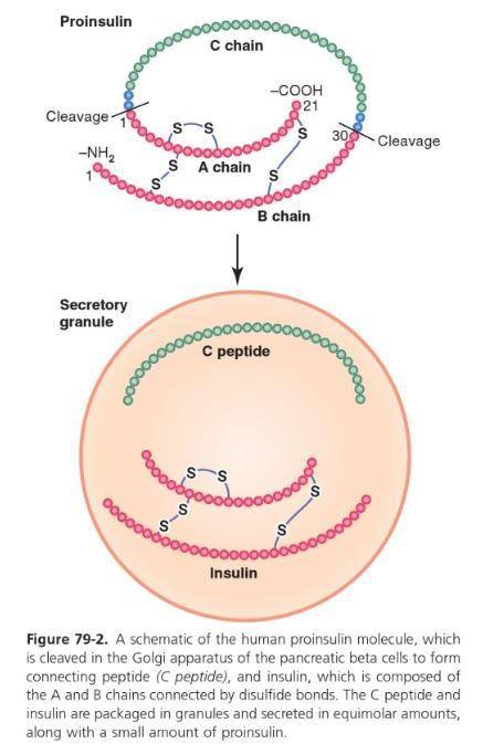 Insulin is synthesized in the form of a precursor proteinthat requires cleavage of two different pep