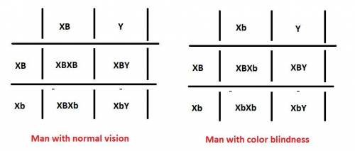 Use the punnet squares interactive, level 3 to conduct a cross between a man with normal vision and