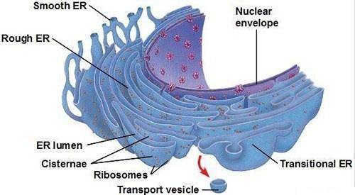 The membranes of the endoplasmic reticulum are continuous with the membranes of the  - golgi apparat