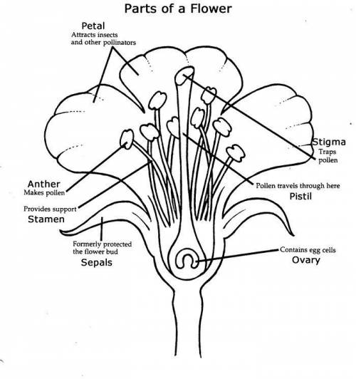 Flower diagram  need !   this is a study guide that i need for the test and i’m freaking out idk wha