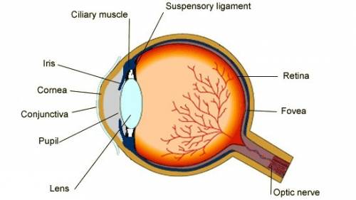 The amount of light entering the eye is regulated by changes in the size of the