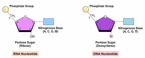 Which structural component is found in dna but not in rna?  a.ribose b.deoxyribose c.phosphate group