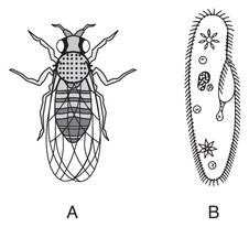 Aland-dwelling organism, a, and an aquatic single-celled organism, b, are represented below.