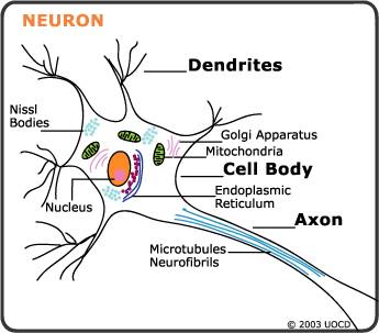 Refer to the figure above. the cell body of a neuron collects information from which structure?  a.