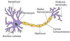 The cytoplasm that surrounds the nucleus of a neuron is called the
