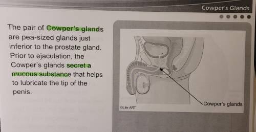 The glands that produce a thick, yellowish secretion which nourishes and activates sperm are the
