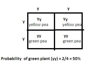 Ayellow pea plant (yy) and a green pea plant (yy) could not produce green offspring. true or false?