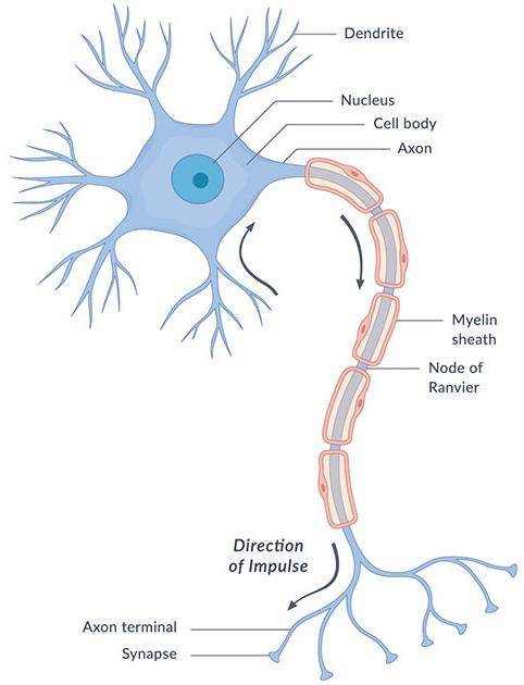 What is the function of the nervous system?  what is the basic unit of the nervous system?