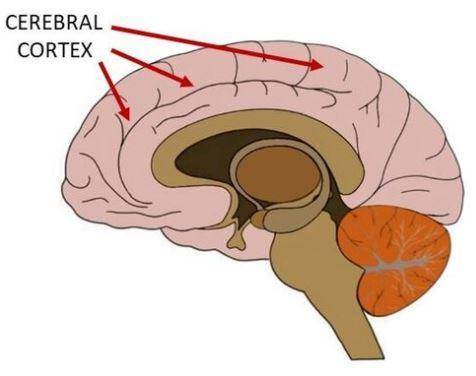 Frontal, parietal, temporal, and occipital lobes make up the