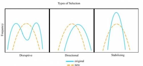 What do the stabilizing, disruptive, and directional selection graphs look like and why do they look