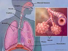 Why does air funnel into smaller and smaller spaces within the lungs