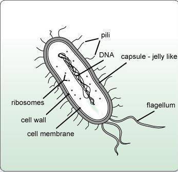 Which image is a correctly labeled prokaryotic cell?