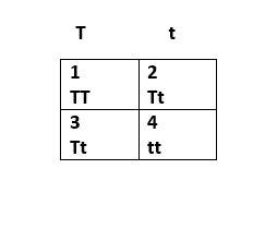 In pea plants, the gene for the color of the seed has two alleles. in the following punnett square s