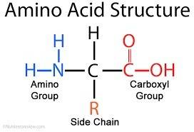 An organic molecule possessing both carboxyl and amino groups