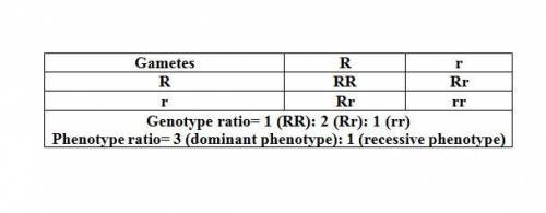 In a cross between two heterozygous individuals (eg. rr x rr), the expected phenotypic ratio of the