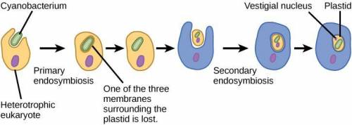 The evolution of eukaryotic cells most likely involved:  endosymbiosis of an oxygen-using bacterium